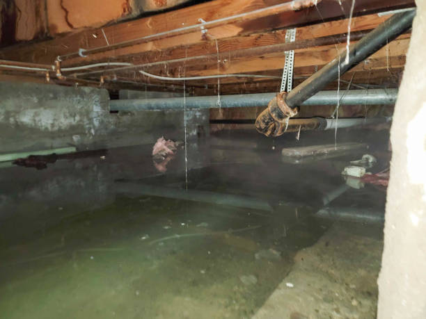 Best Carpet water damage restoration  in El Paso De Robles, CA